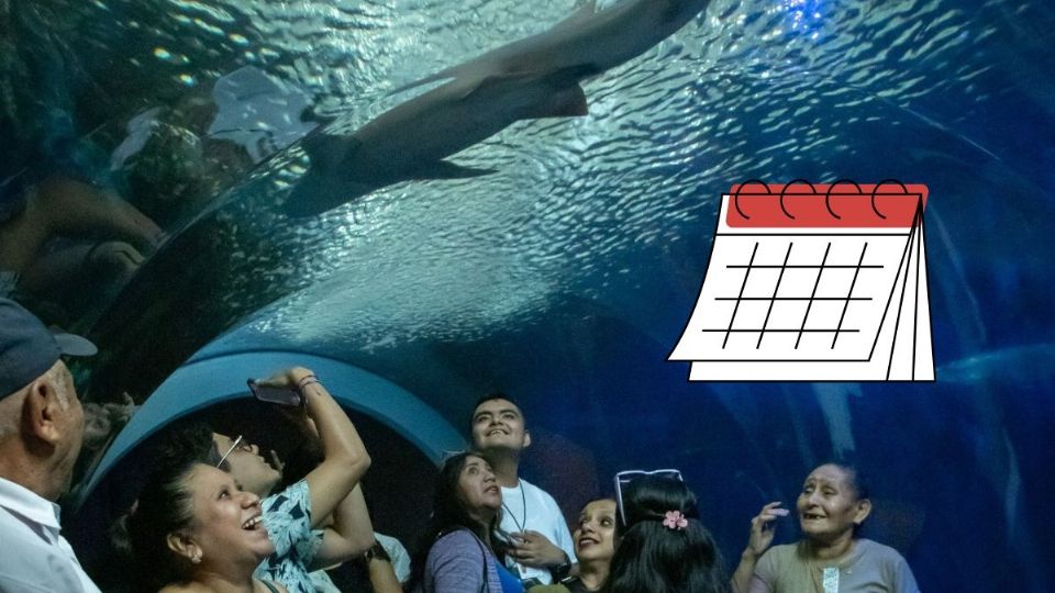 Este será el primer martes gratis del Aquarium de Veracruz en el 2026