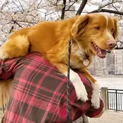 Este es el perro que conquistó Hollywood e hizo historia en el cine de terror con Good Boy