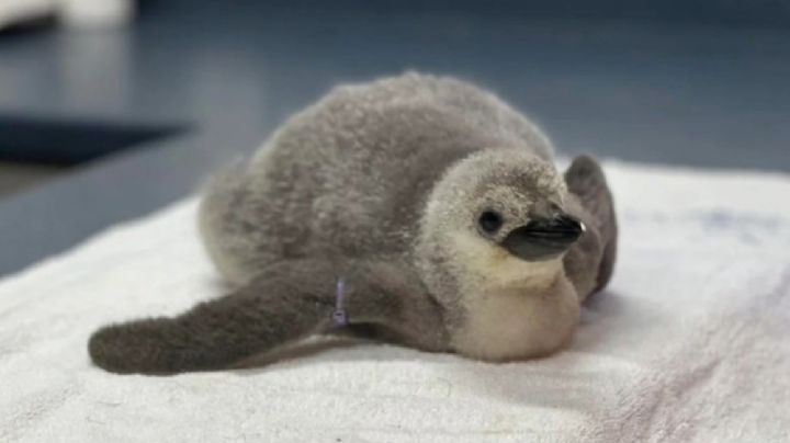 Nace en León un pingúino barbijo: ¡Se busca nombre!