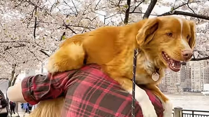 Este es el perro que conquistó Hollywood e hizo historia en el cine de terror con Good Boy