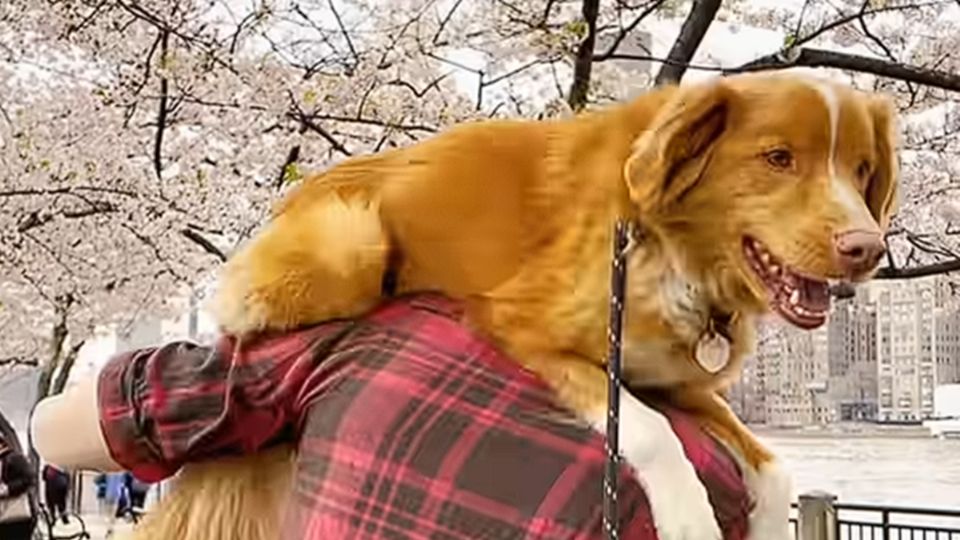 En el primer actor animal en recibir este galardón