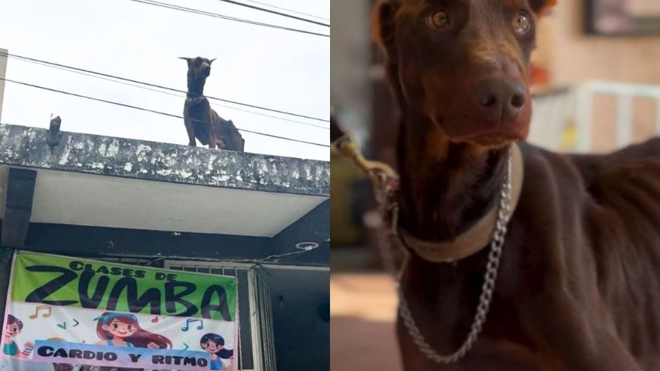 Rescatan a Warrior, perro que tenían en azotea de Coatepec