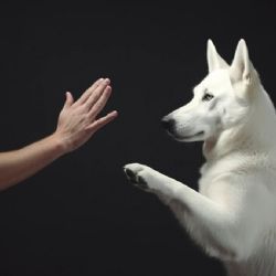 ¿Tienes un perro genio? Revelan que algunos aprenden nuevas palabras al escuchar a sus dueños