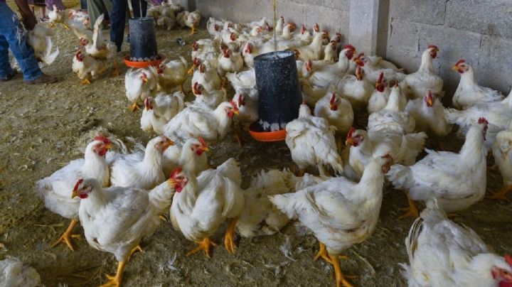 Empresa estadounidense abrirá nueva planta de pollos en Veracruz; esto sabemos