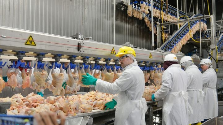 Hidalgo recibirá inversión millonaria para granjas de pollos por parte de Pilgrim’s