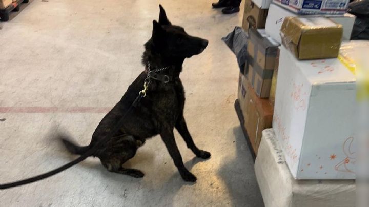 AICM frena fentanilo oculto en cosméticos; envío valuado en 20 mdd