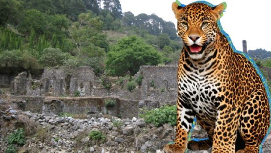 ¿En Hidalgo hay jaguares como en Yucatán? Sí y así fue captado este majestuoso ejemplar