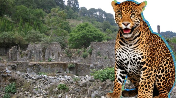 ¿En Hidalgo hay jaguares como en Yucatán? Sí y así fue captado este majestuoso ejemplar