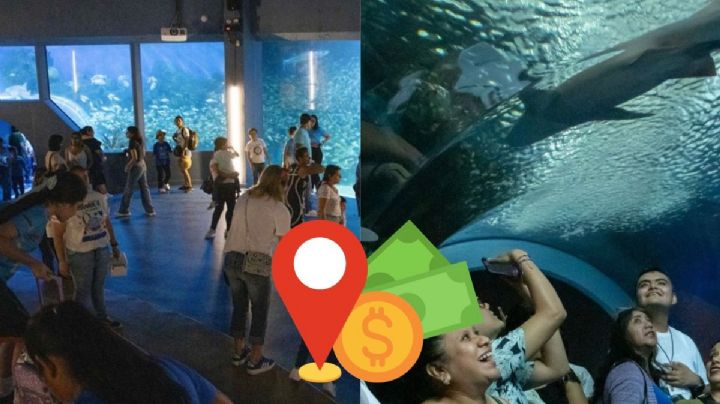 El descuento a pobladores de 8 municipios de Veracruz para visitar el Aquarium