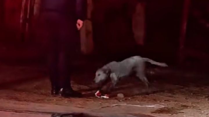 Bomberos de León salvan de puro milagro a dos perros en incendio en Villas de San Juan