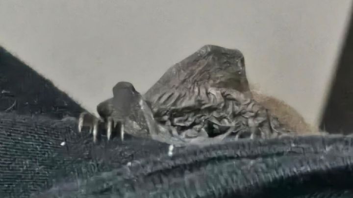 Rescatan murciélago dentro de una casa en la alcaldía Álvaro Obregón