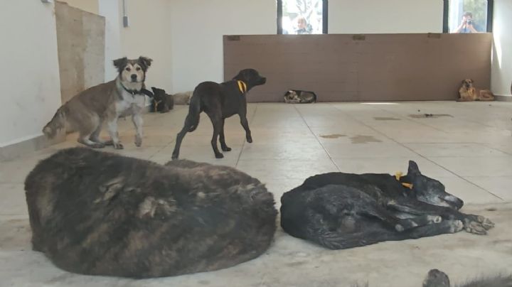 Refugio Franciscano: gobierno de CDMX acepta agenda de visitas y respetar órdenes de juez federal