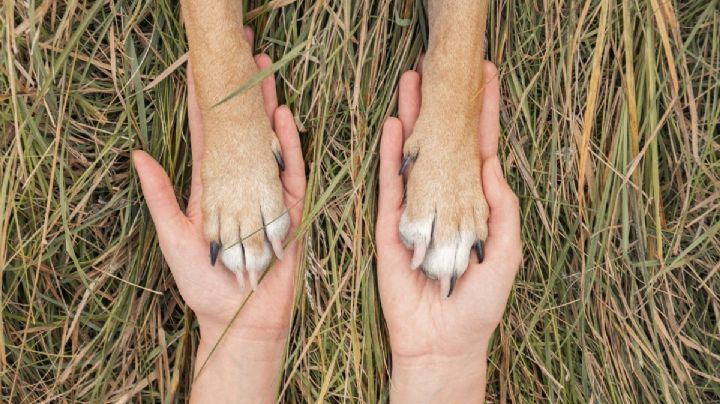 Rescatan a perritos víctimas de maltrato en Mineral de la Reforma