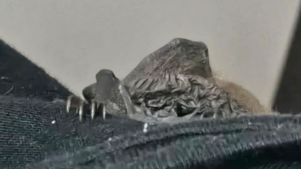 En el lugar, una mujer de 65 años informó que el animal se encontraba al interior de su habitación.