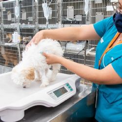 ¿Por qué es importante revisar la alimentación de tu mascota al iniciar el año? Experto responde