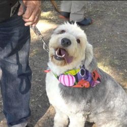 ¿Tener perro reduce el riesgo de infarto? Estudios revelan beneficio inesperado