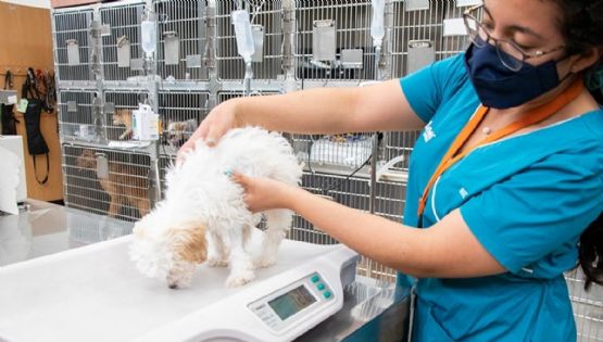 ¿Por qué es importante revisar la alimentación de tu mascota al iniciar el año? Experto responde