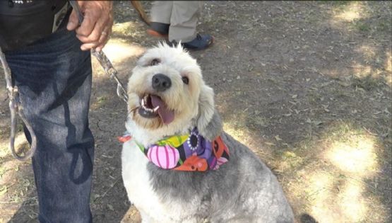 ¿Tener perro reduce el riesgo de infarto? Estudios revelan beneficio inesperado