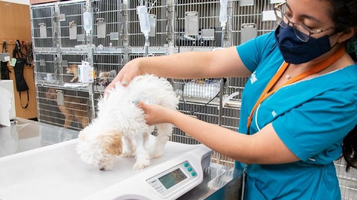 ¿Por qué es importante revisar la alimentación de tu mascota al iniciar el año? Experto responde