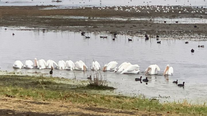 Es invierno y ya hay pelícanos en el Parque Metropolitano ¿por qué?