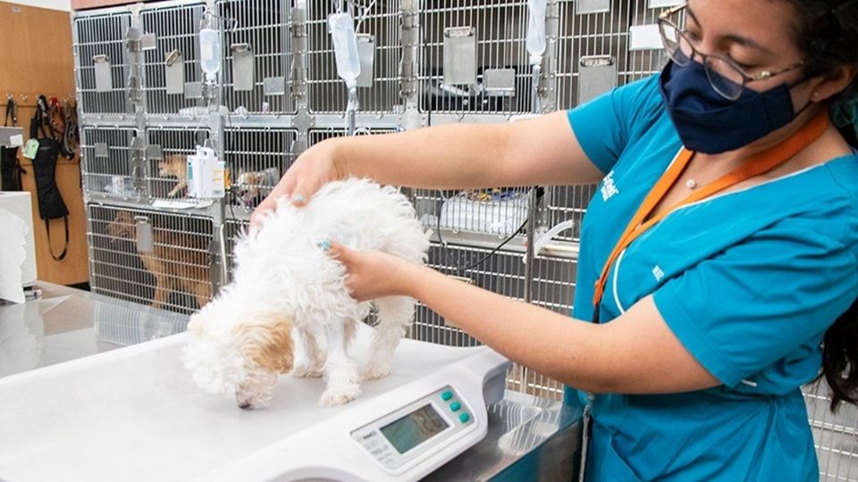 De cubrir una necesidad básica