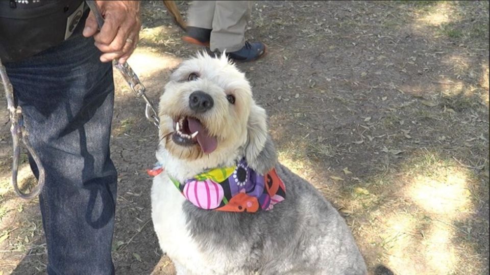 Por enfermedades cardiovasculares