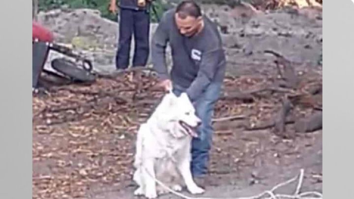 Histórica sentencia por maltrato animal por un husky asesinado en San Miguel de Allende