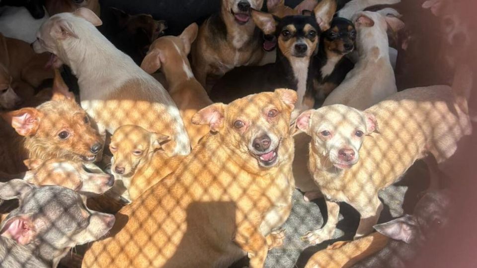 Durante el ingreso se contabilizaron 27 hembras y 23 machos, los cuales fueron separados por sexo y alojados en distintas áreas para su resguardo.