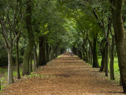 Viveros de Coyoacán: las plagas que lo enferman y el plan de Semarnat para salvarlo
