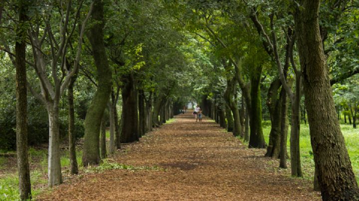 Viveros de Coyoacán: las plagas que lo enferman y el plan de tres fases de Semarnat para salvarlo