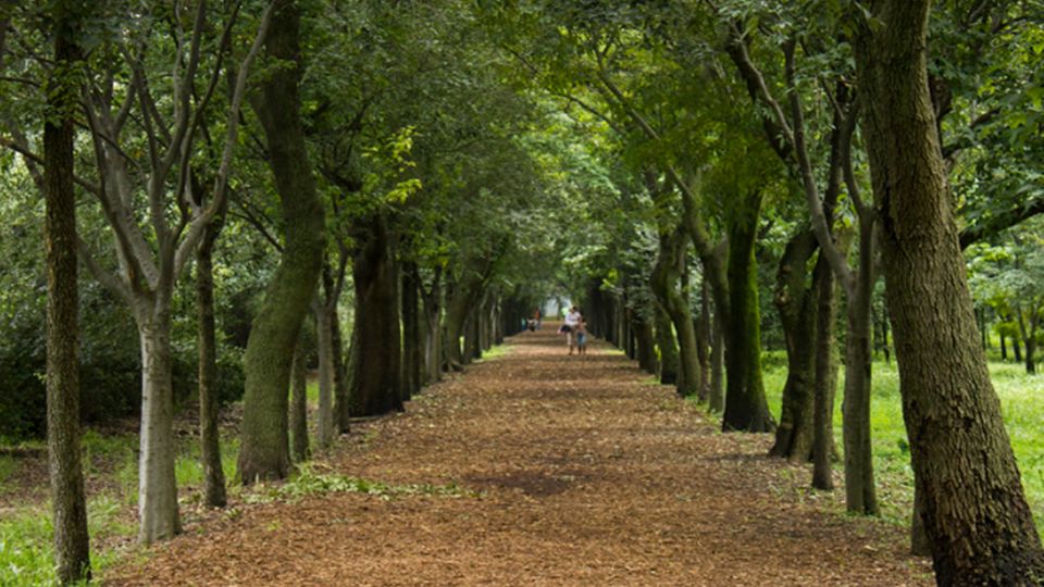 Este bosque urbano atraviesa una etapa crítica tras la muerte de numerosos árboles afectados por plagas, sequía prolongada y altas temperaturas
