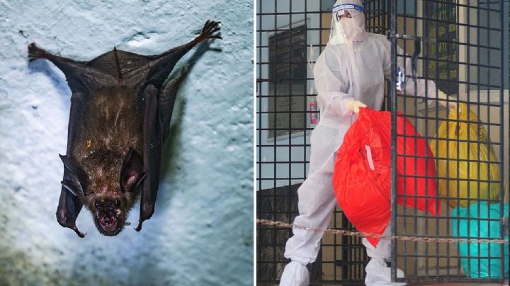 Virus Nipah: ¿qué es y por qué preocupa a la OMS?