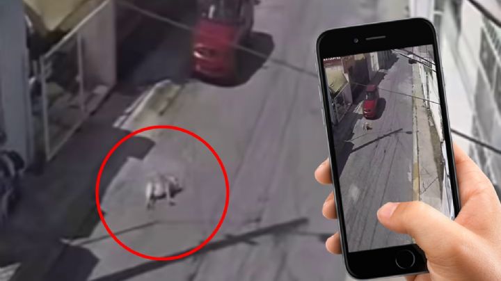 Conductor atropella intencionalmente a perro en Mineral de la Reforma, ya lo buscan | VIDEO