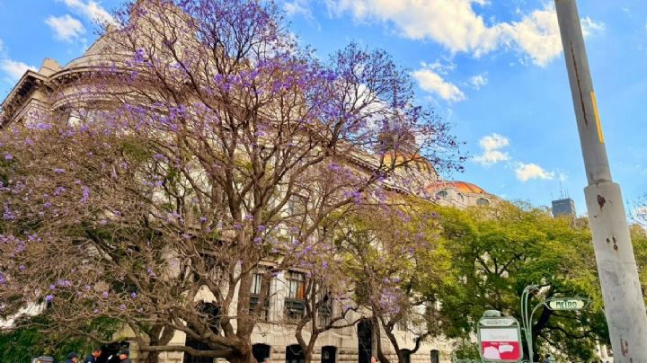 Jacarandas florecen, de nuevo, en pleno invierno en la Ciudad de México