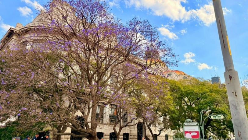 Jacarandas florecen, de nuevo, en pleno invierno en la Ciudad de México