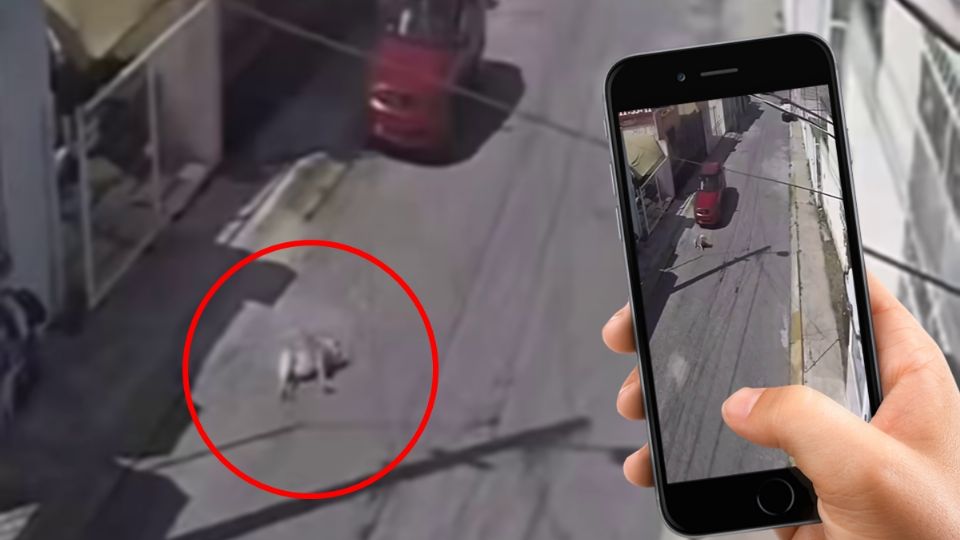 El caso de maltrato animal quedó grabado en video