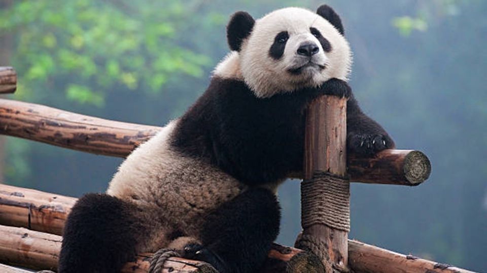 Esto es lo que se sabe al momento de este plan