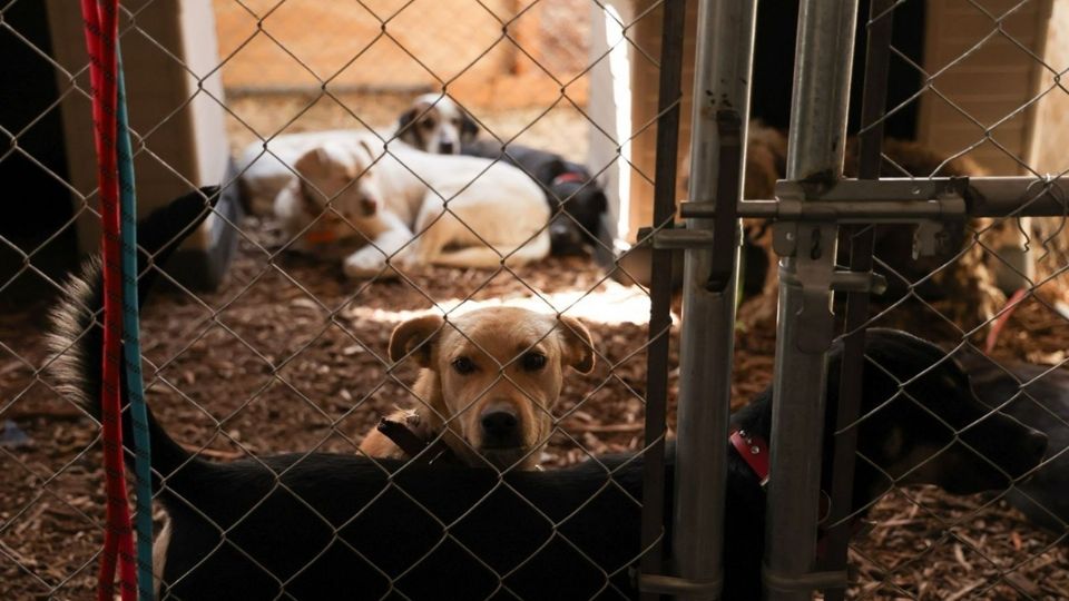 La visita de este martes será la tercera que realiza personal del refugio desde que los animales fueron retirados del inmueble el pasado 7 de enero.