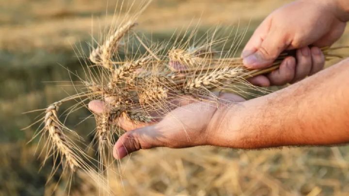 Ahora Guanajuato producirá cebada para Heineken: siembran 230 hectáreas