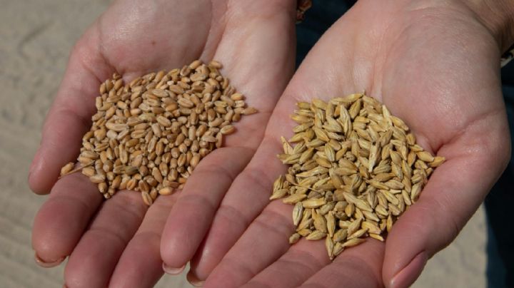 Maíz, cebolla y jitomate "pirata": alertan por riesgos y afectaciones