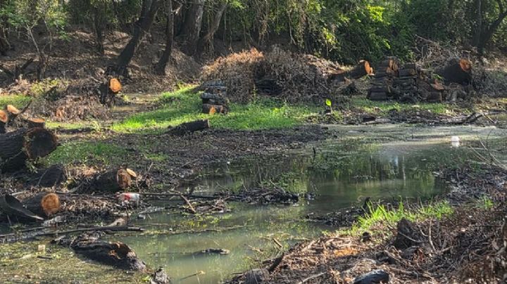 Reportan tala de más de 50 árboles en el río de Jalpa de Cánovas