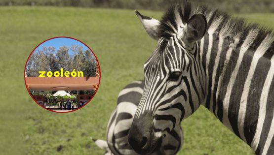 Nuevo "accidente": Muere una cebra ahogada en el Zoológico de León