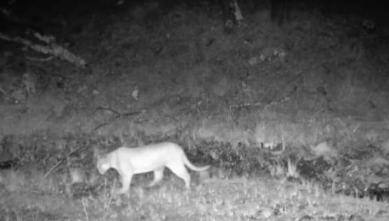 Captan majestuoso puma en Sierra de Lobos /VIDEO