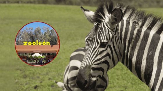 Nuevo "accidente": Muere una cebra ahogada en el Zoológico de León