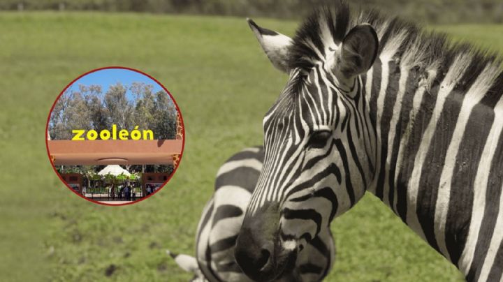 Nuevo "accidente": Muere una cebra ahogada en el Zoológico de León