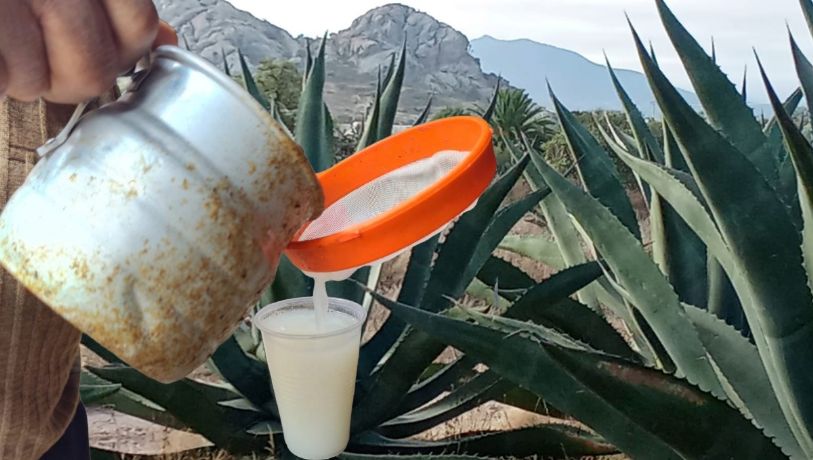 La bebida de los dioses bajo amenaza: Don Félix, el pulque y la lucha por proteger el maguey