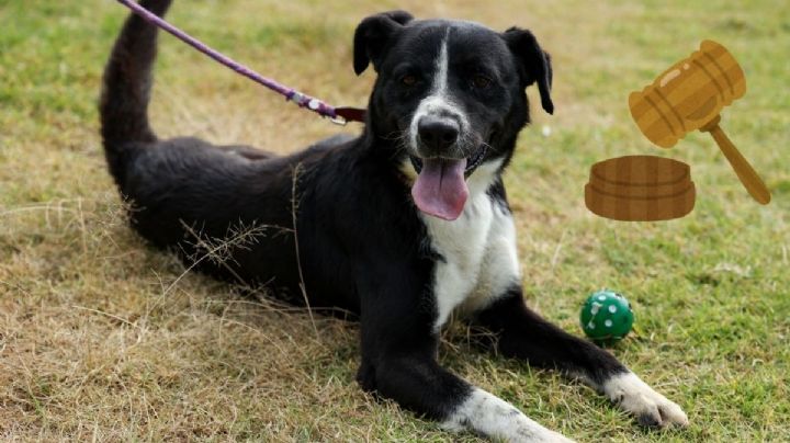 Coatzacoalcos aplicará sanciones de hasta 2 mil 200 pesos por maltrato o descuido de mascotas