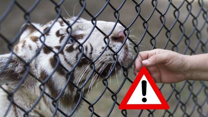 Aseguran tigre de bengala tras cateo en Coatzintla, Veracruz