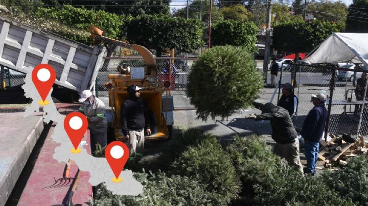 ¿Dónde reciclar tu pino de Navidad en Veracruz? Estos son los más de 180 módulos