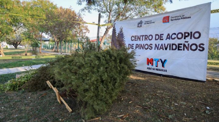 Instala Monterrey centros de acopio de pinos navideños naturales